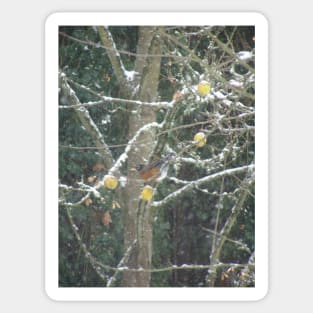 bird in a winter tree Sticker